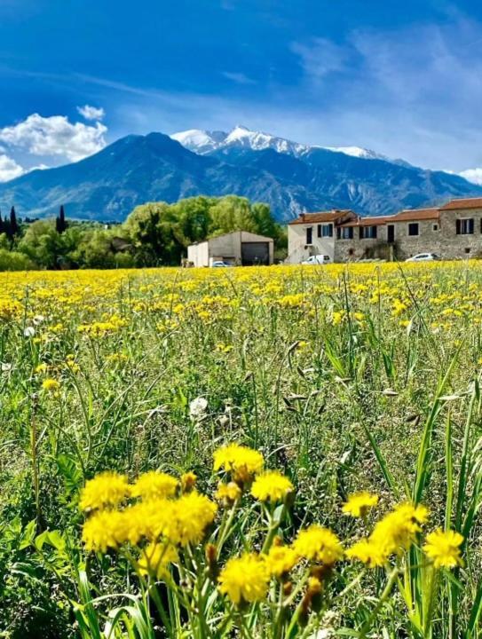 Gite Le Canigou 3* Dans Un Mas Typique Catalan Prades  Esterno foto